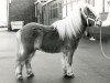 Deckhengst Artiest v. d'Oeveren (Shetland Pony (unter 87 cm), 1986, von Vorden Buddleia)