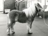 stallion Artiest v. d'Oeveren (Shetland pony (under 87 cm), 1986, from Vorden Buddleia)