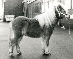 stallion Artiest v. d'Oeveren (Shetland pony (under 87 cm), 1986, from Vorden Buddleia)