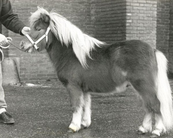 Deckhengst Arno van de Uilenhoek (Shetland Pony (unter 87 cm), 1986, von Fairy Goldsmith)
