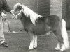 stallion Arno van de Uilenhoek (Shetland pony (under 87 cm), 1986, from Fairy Goldsmith)