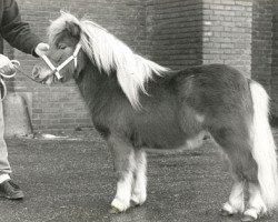 stallion Arno van de Uilenhoek (Shetland pony (under 87 cm), 1986, from Fairy Goldsmith)