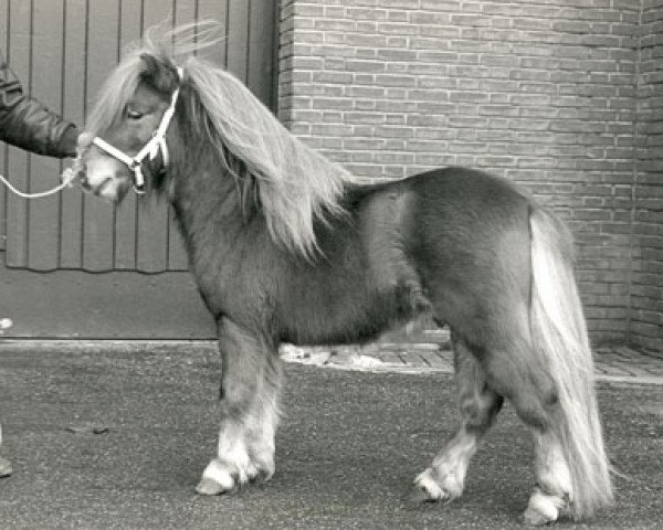 Deckhengst Arno van Stal 't Hurkske (Shetland Pony, 1986, von Kismet van Bunswaard)