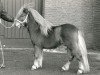 stallion Arno van Stal 't Hurkske (Shetland Pony, 1986, from Kismet van Bunswaard)