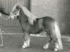 Deckhengst Arno van Stal 't Hurkske (Shetland Pony, 1986, von Kismet van Bunswaard)