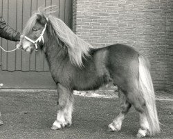 stallion Arno van Stal 't Hurkske (Shetland Pony, 1986, from Kismet van Bunswaard)