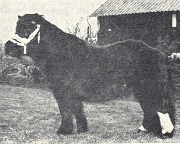 Deckhengst Arno van Baexem (Shetland Pony, 1965, von Rosald of Transy)