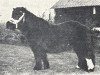 Deckhengst Arno van Baexem (Shetland Pony, 1965, von Rosald of Transy)