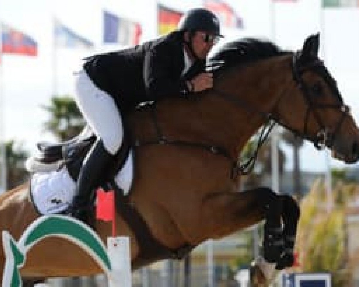 stallion Amarillo (KWPN (Royal Dutch Sporthorse), 1997, from Animo)