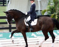 dressage horse Udon P (KWPN (Royal Dutch Sporthorse), 2001, from Hierarch)