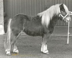 stallion Arko v.d. Veldstraat (Shetland Pony, 1986, from Kismet van Bunswaard)