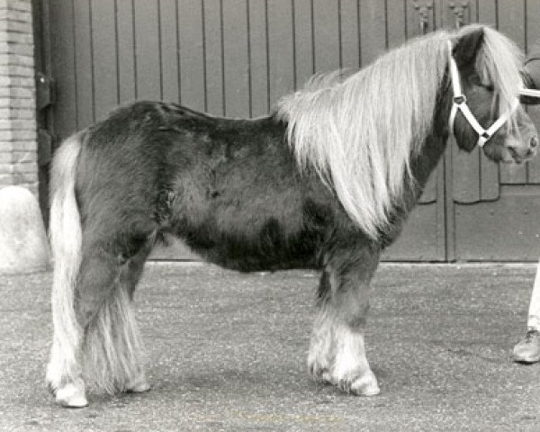 Deckhengst Aristo van Dekema (Shetland Pony, 1986, von Lakeland Daylight)