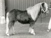 Deckhengst Aristo van Dekema (Shetland Pony, 1986, von Lakeland Daylight)