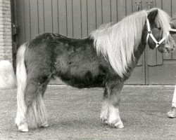 stallion Aristo van Dekema (Shetland Pony, 1986, from Lakeland Daylight)