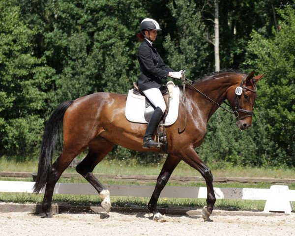 dressage horse Swarella 2 (Oldenburg, 2011, from Santino)