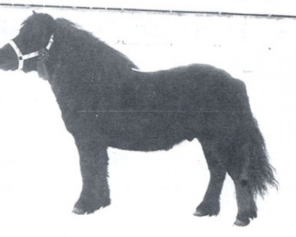 Deckhengst Marco v.d. Blikhalm (Shetland Pony, 1976, von Firo van de Vennen)