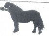 stallion Marco v.d. Blikhalm (Shetland Pony, 1976, from Firo van de Vennen)