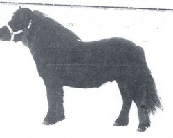 stallion Marco v.d. Blikhalm (Shetland Pony, 1976, from Firo van de Vennen)