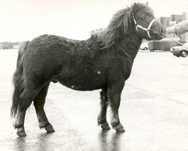 Deckhengst Ampney Gilbert (Shetland Pony, 1974, von Lockinge Gilles)