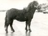 Deckhengst Ampney Gilbert (Shetland Pony, 1974, von Lockinge Gilles)