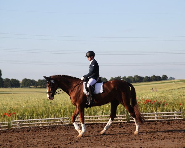 dressage horse Royal Riesling (Hanoverian, 2007, from Royal Blend)