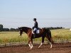 dressage horse Royal Riesling (Hanoverian, 2007, from Royal Blend)