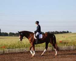 dressage horse Royal Riesling (Hanoverian, 2007, from Royal Blend)