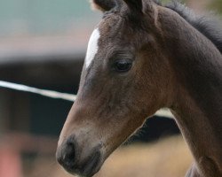 Springpferd Sunny Queen 5 (Hannoveraner, 2016, von Stolzenberg)