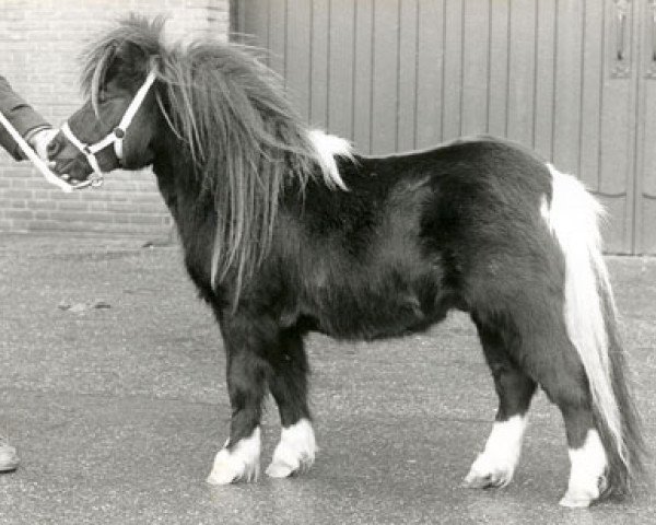 stallion ML's Amor van de Hoeve (Shetland pony (under 87 cm), 1986, from Romany Victory)