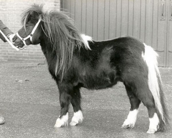 Deckhengst ML's Amor van de Hoeve (Shetland Pony (unter 87 cm), 1986, von Romany Victory)