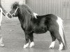 Deckhengst ML's Amor van de Hoeve (Shetland Pony (unter 87 cm), 1986, von Romany Victory)