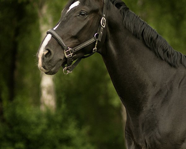 dressage horse Dresden's Son (Westphalian, 2009, from Dresden Mann)