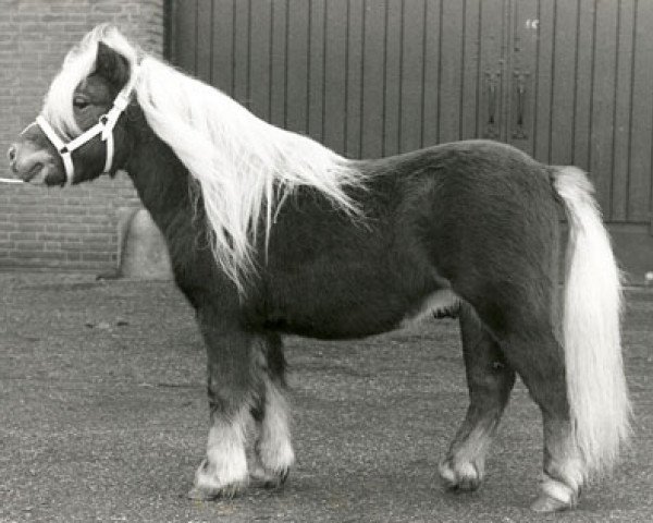 stallion Amadeo v. Wolferen (Shetland Pony, 1986, from Max van Breyvin)