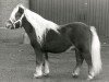 Deckhengst Amadeo v. Wolferen (Shetland Pony, 1986, von Max van Breyvin)