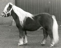 Deckhengst Amadeo v. Wolferen (Shetland Pony, 1986, von Max van Breyvin)