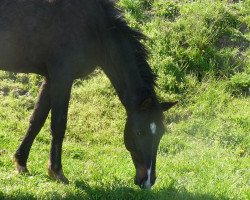 Dressurpferd Funkeltraum Ilmari (KWPN (Niederländisches Warmblut), 2013, von Astrix)