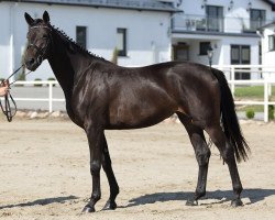 dressage horse Weposa (Trakehner, 2013, from Eposstein)