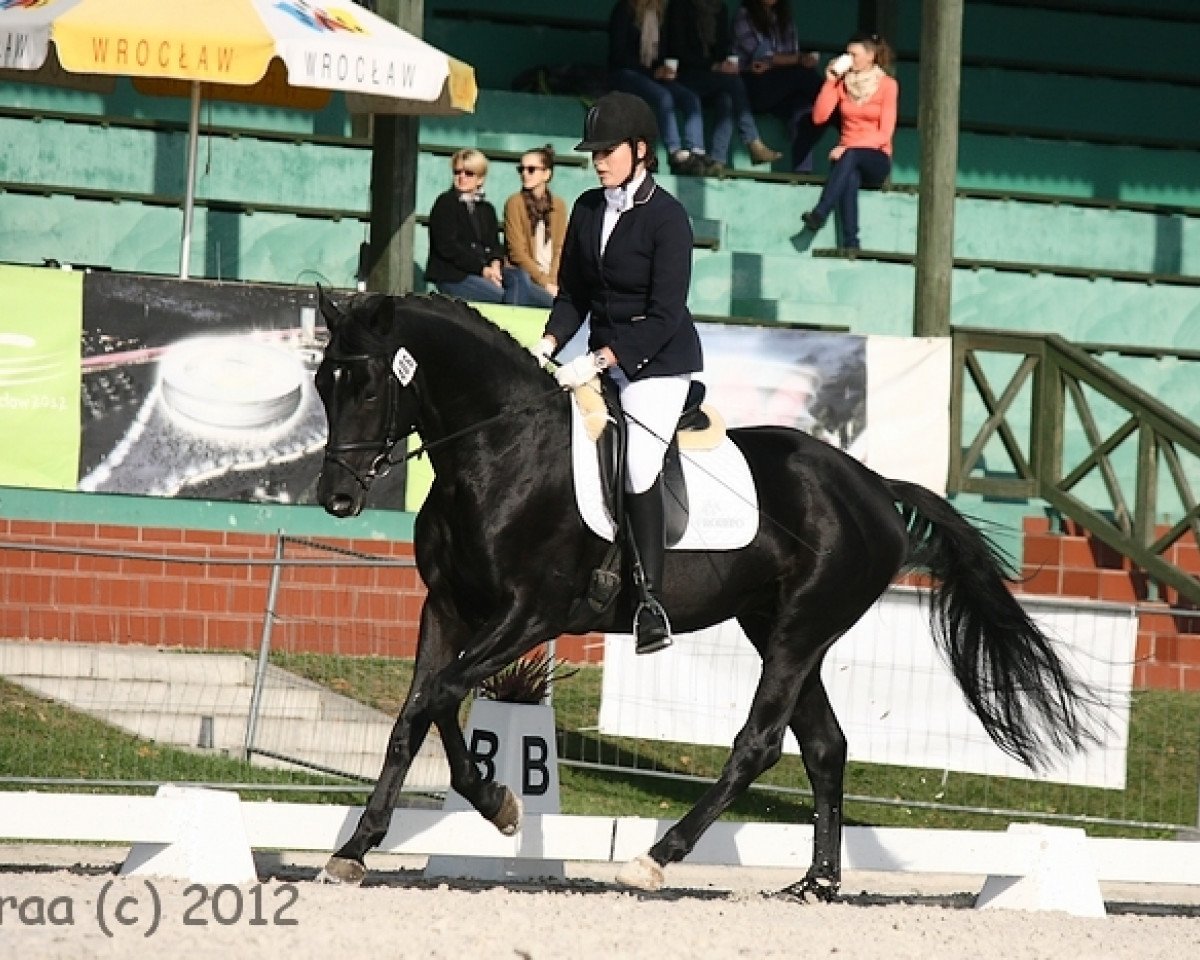 Dressurpferd Eposstein (Trakehner, 2008, von Hohenstein I)