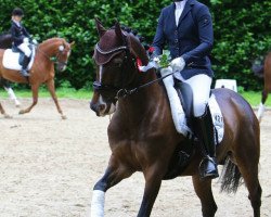 dressage horse Donavan 31 (German Riding Pony, 2004, from Deinhard B)