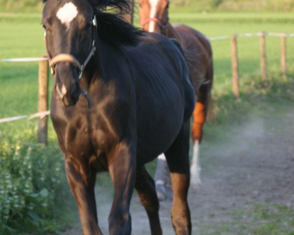 dressage horse Sir Sonic (Westphalian, 2015, from Son of Cologne)