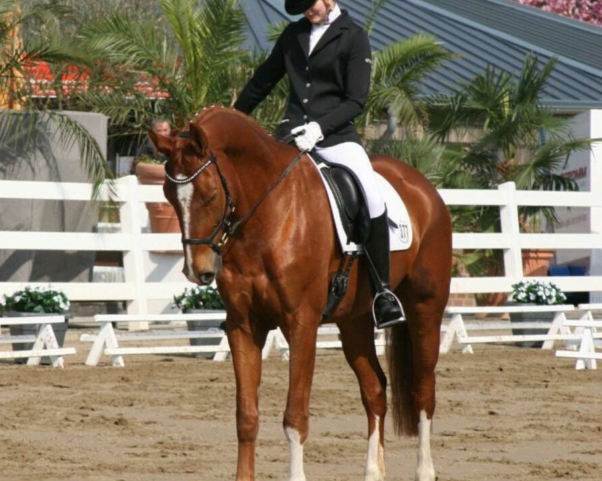 Dressurpferd Fibonacci 11 (Westfale, 2008, von Fürst Piccolo)
