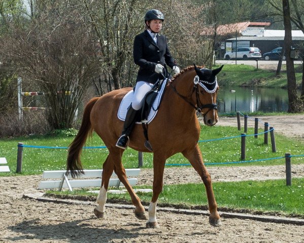 dressage horse Desperados' Ace (Oldenburg, 2006, from Desperados FRH)