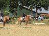 Dressurpferd Stern B (Haflinger, 2003, von Sturm)