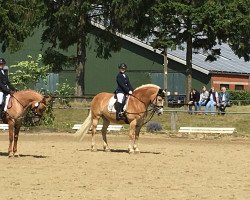 dressage horse Stern B (Haflinger, 2003, from Sturm)