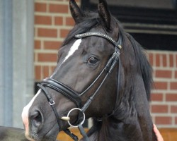 dressage horse Firestorm (Oldenburg, 2014, from Firestone)