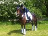 dressage horse Mister Big Bonfire (German Riding Pony, 2000, from Brillant)