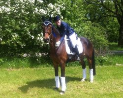 dressage horse Mister Big Bonfire (German Riding Pony, 2000, from Brillant)