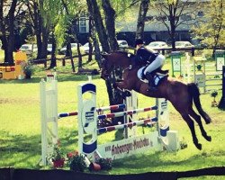 jumper Alvarino's Boy (KWPN (Royal Dutch Sporthorse), 2011, from Alvarino 2)