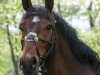 dressage horse Candy Man 40 (Zangersheide riding horse, 2003, from Chellano Z)