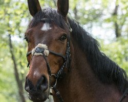 dressage horse Candy Man 40 (Zangersheide riding horse, 2003, from Chellano Z)